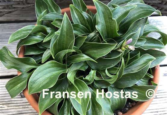 Hosta Ice Cube